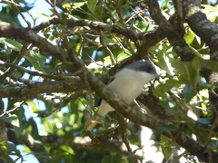 Pteruthius aeralatus