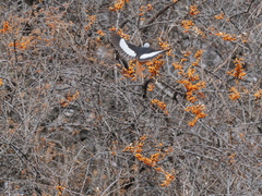 Phoenicurus erythrogastrus