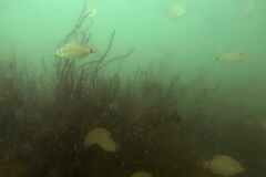 Diplodus bellottii