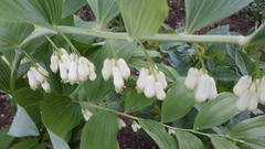 Polygonatum × hybridum