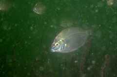 Diplodus bellottii