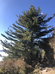 Pinus armandi mastersiana