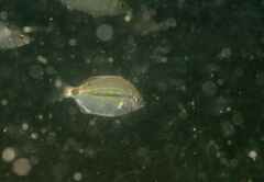 Diplodus bellottii