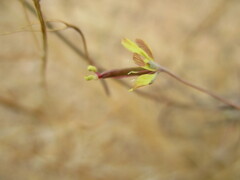 Cleome semitetrandra