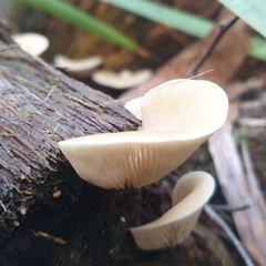 Crepidotus nephrodes
