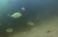 Diplodus bellottii