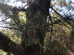 Pinus armandi mastersiana