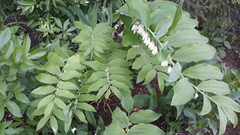 Polygonatum × hybridum