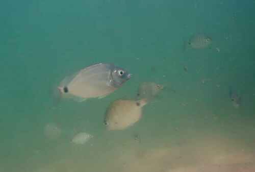 Photo of Senegal seabream (Diplodus bellottii)