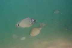 Diplodus bellottii