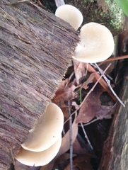 Crepidotus nephrodes