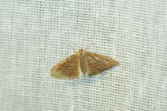 Idaea ochrata
