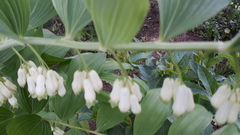 Polygonatum × hybridum