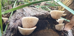 Crepidotus nephrodes
