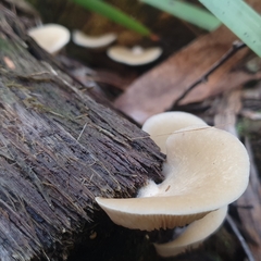 Crepidotus nephrodes