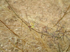 Cleome semitetrandra