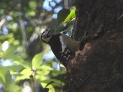 Dendrocopos himalayensis