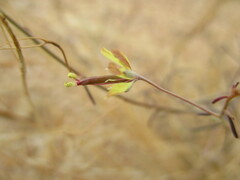 Cleome semitetrandra