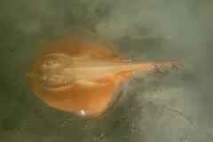 Zanobatus schoenleinii