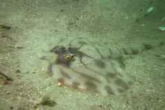 Zanobatus schoenleinii