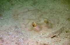 Zanobatus schoenleinii