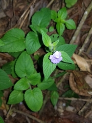 Browallia americana