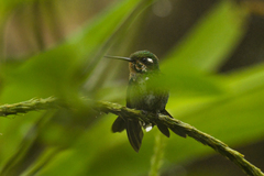 Urosticte benjamini