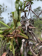 Nepenthes gracilis
