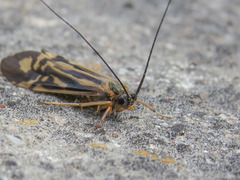 Macrostemum zebratum