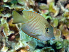 Ctenochaetus cyanocheilus