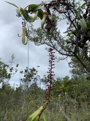 Nepenthes gracilis