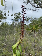 Nepenthes gracilis