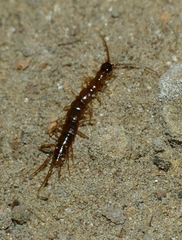 Lithobius tricuspis