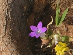 Campanula erinus