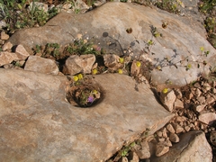 Campanula erinus