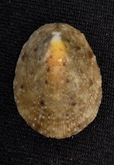 Cellana toreuma
