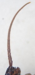 Lithobius tricuspis