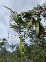 Nepenthes gracilis