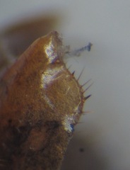 Lithobius tricuspis