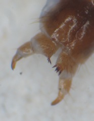 Lithobius tricuspis