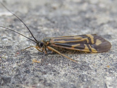 Macrostemum zebratum