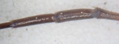 Lithobius tricuspis