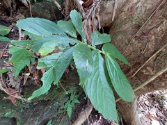 Elatostema edule