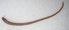 Lithobius tricuspis