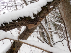 Phellinopsis conchata