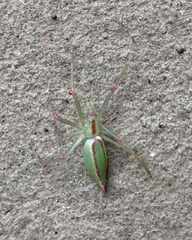 Araneus talipedatus