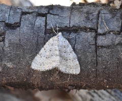 Colostygia multistrigaria