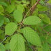 Rubus - Photo 由 Rick Gray 所上傳的 (c) Rick Gray，保留部份權利CC BY-NC