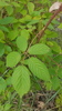 European Blackberry Complex - Photo (c) Rick Gray, some rights reserved (CC BY-NC), uploaded by Rick Gray