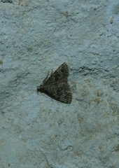 Alucita hexadactyla